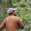 Capeltic Origin Roasted Gourmet Coffee (1 lb/.45 kg)